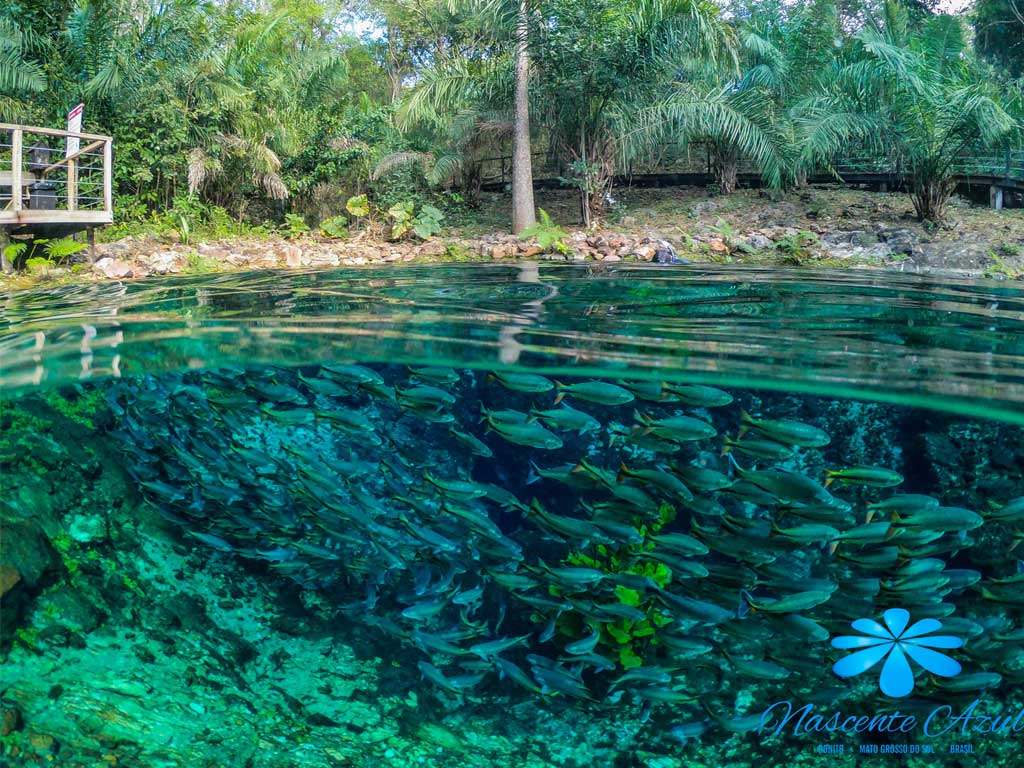 Turismo de Natureza no Brasil - Ecossistema de Bonito MS