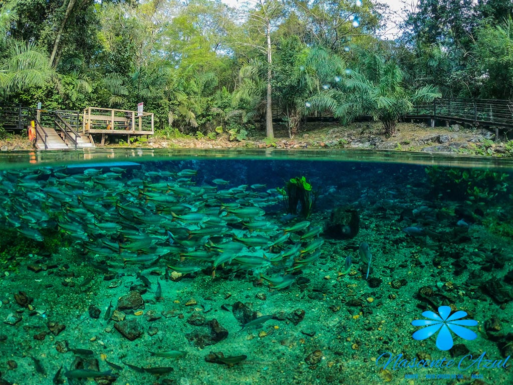 Peixes - Nascente Azul