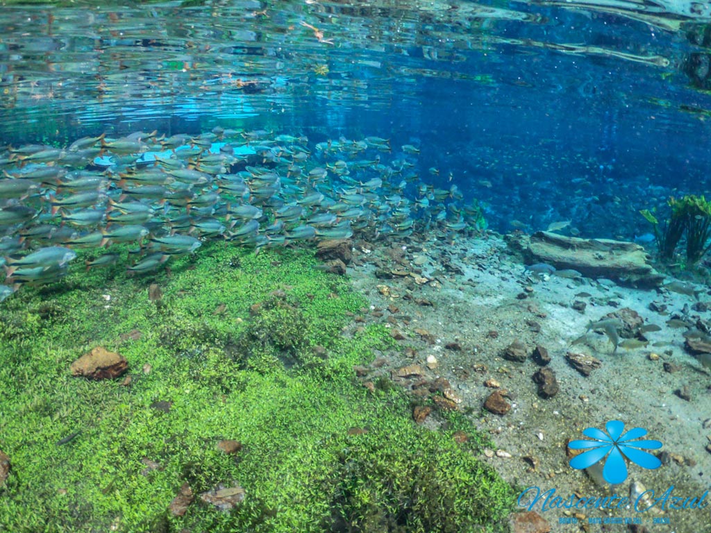 Preservação Ambiental - Bonito MS