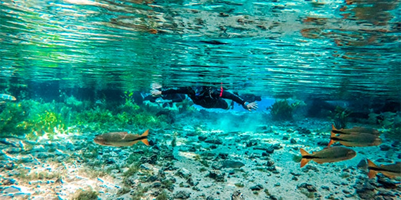Pessoa fazendo flutuação em água cristalina, contemplando peixes e plantas subaquáticas