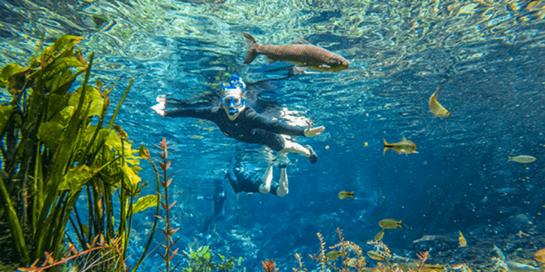 Pessoa flutuando em água cristalina da Nascente Azul em Bonito MS, contemplando plantas aquáticas e peixes de diferentes espécies.