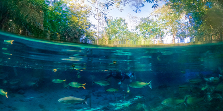 Visibilidade de água cristalina com tonalidades de azul intensa, plantas subaquáticas e variedade de peixes nadando pelo rio