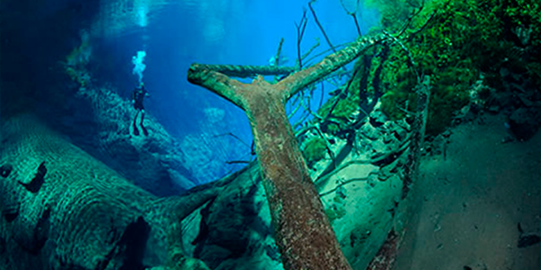 Imagem de vegetação no fundo de lagoa com água azulada e mergulhador ao fundo. 