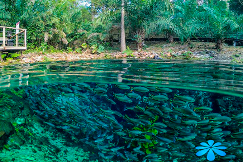 Imagem de um rio de águas cristalinas com peixes nadando em Bonito