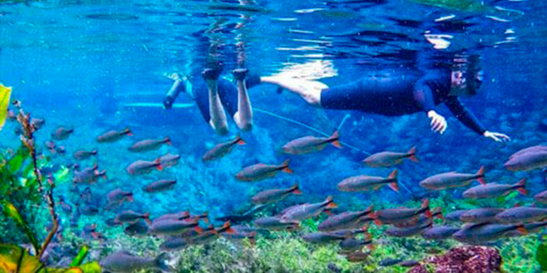 Visão subaquática da flutuação na Nascente Azul, com peixes coloridos e vegetação aquática visível através da água cristalina