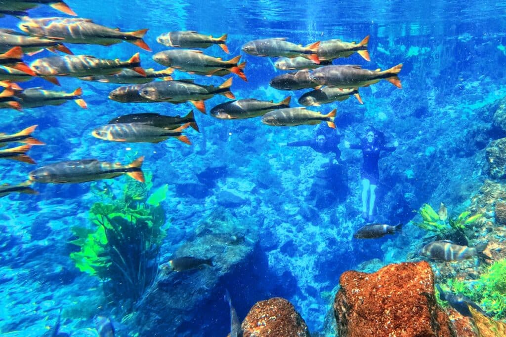 A flutuação em águas cristalinas é uma das experiências mais buscadas em Bonito/MS, permitindo um contato direto com peixes e vegetação subaquática em um cenário único